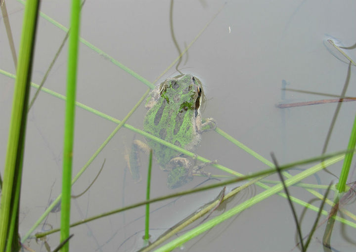 Sierran Treefrog